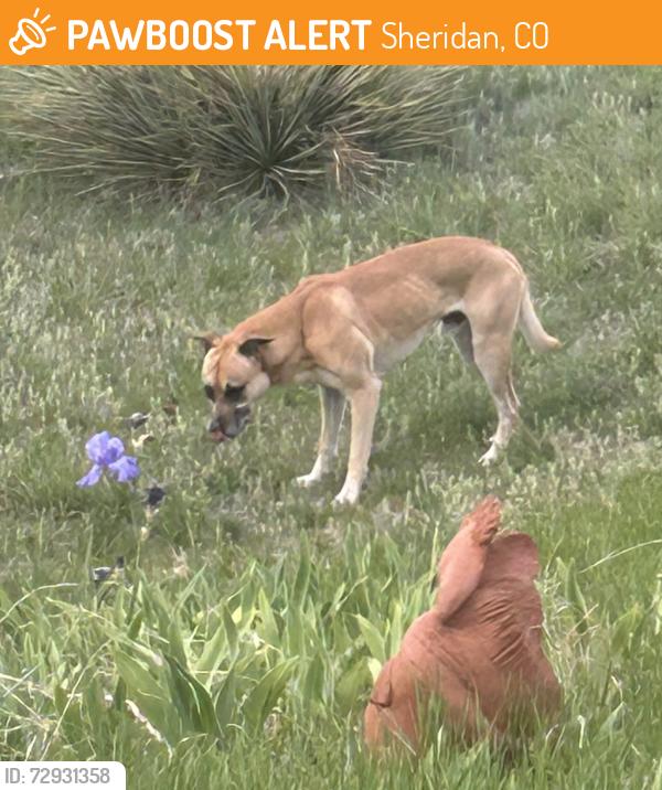 Found/Stray Male Dog last seen Clay St and Dartmouth, Sheridan, CO 80110