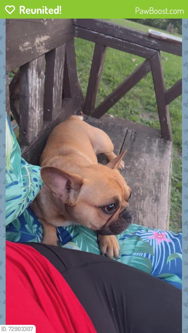Reunited Male Dog last seen Near penland st, Dallas, TX 75224