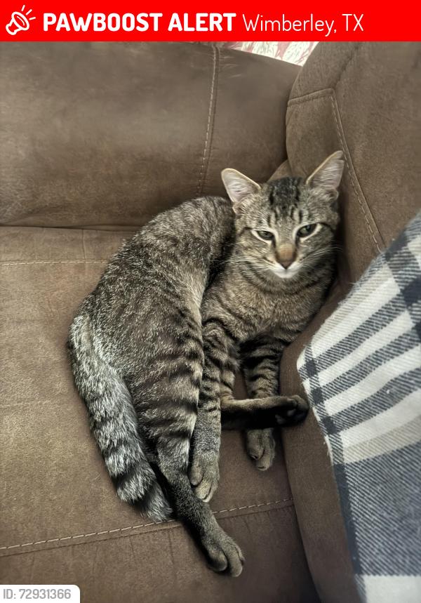 Lost Male Cat last seen wimberley texas, Wimberley, TX 78676
