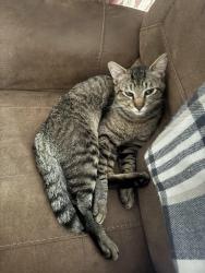 Lost Male Cat last seen wimberley texas, Wimberley, TX 78676