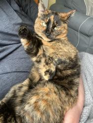 Reunited Female Cat last seen Laurel and 19th, Vancouver, BC V5Z