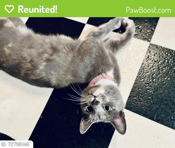 Reunited Female Cat last seen McDonald’s , Fredericksburg, VA 22401