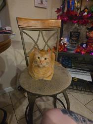 Reunited Male Cat last seen Balance circle and shimmering creek drive near Jared and Jensen park, Colorado Springs, CO 80923