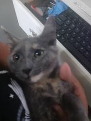 Lost Female Cat last seen Summit blvd and Florida Mango Road, West Palm Beach, FL 33406