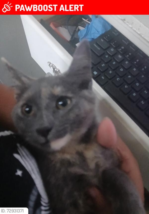 Lost Female Cat last seen Summit blvd and Florida Mango Road, West Palm Beach, FL 33406