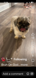 Lost Male Dog last seen Sprint branch apmts , Huntsville, AL 35805