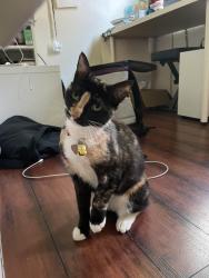 Reunited Female Cat last seen Pine hollow cir, San Jose, CA 95133