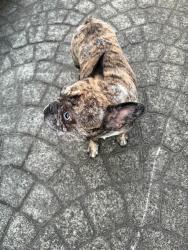 Reunited Unknown Dog last seen Lakeridge Dr  and , Bonney Lake, WA 98391