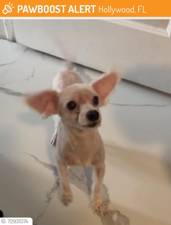 Found/Stray Male Dog last seen Willey st and 19th avenue, Hollywood, FL 33020