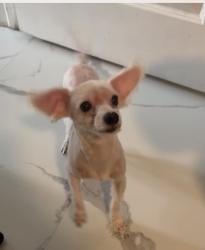 Found/Stray Male Dog last seen Willey st and 19th avenue, Hollywood, FL 33020