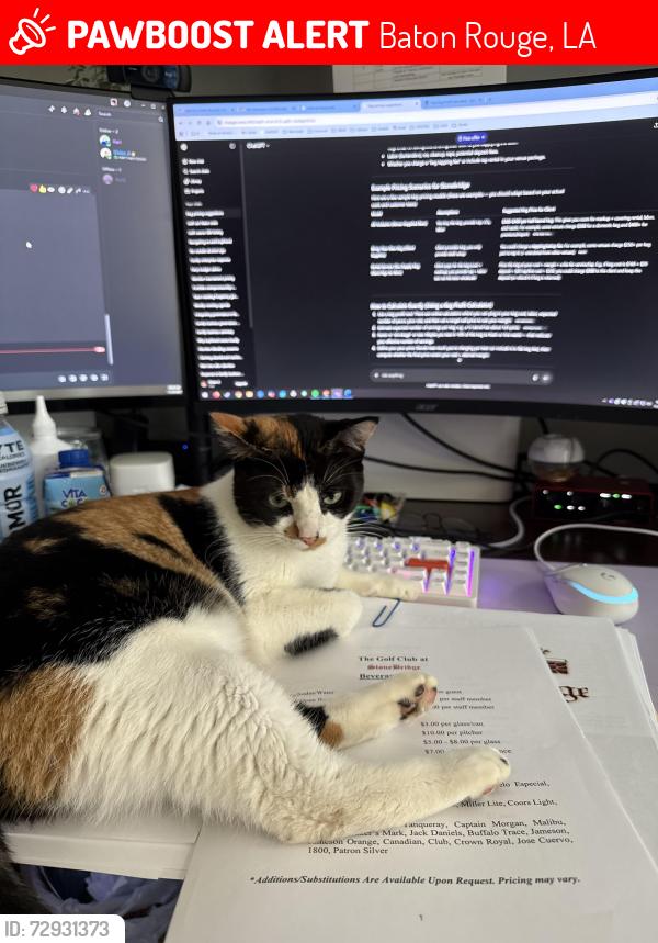Lost Female Cat last seen Perkins Road & Quail Drive, Baton Rouge, LA 70808