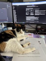 Lost Female Cat last seen Perkins Road & Quail Drive, Baton Rouge, LA 70808