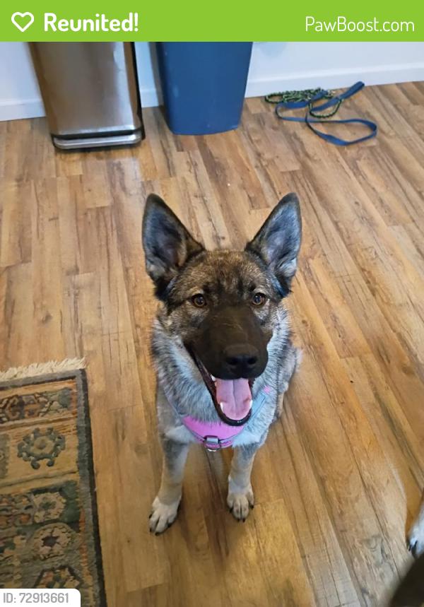 Reunited Female Dog last seen Near Arno St SE, Albuquerque, NM 87102, USA, Albuquerque, NM 87102