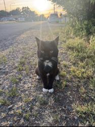 Reunited Male Cat last seen 7th St, Rio Linda, CA 95673, USA, Rio Linda, CA 95673