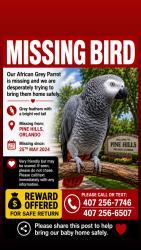 Lost Unknown Bird last seen Tam drive, Pine Hills, FL 32808