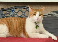 Lost Female Cat last seen Lakeside Dr & Pigeon Pass Rd, Moreno Valley, CA 92557