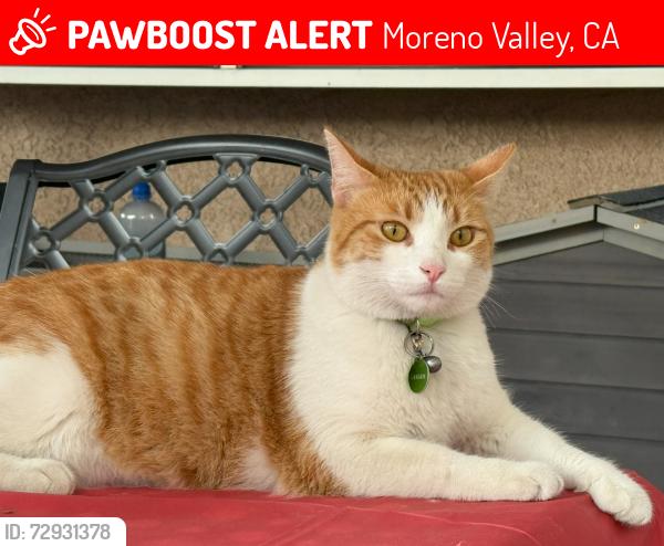 Lost Female Cat last seen Lakeside Dr & Pigeon Pass Rd, Moreno Valley, CA 92557