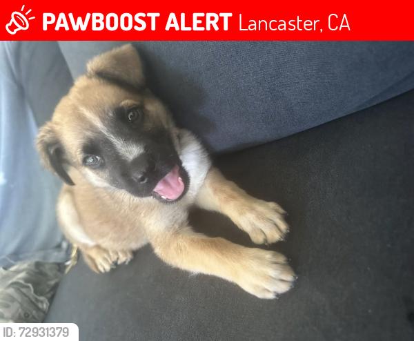Lost Male Dog last seen  cedar Ave Lancaster ca , Lancaster, CA 93534