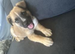 Lost Male Dog last seen  cedar Ave Lancaster ca , Lancaster, CA 93534