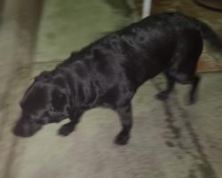 Reunited Unknown Dog last seen Smith Dr/Cabrili Circle, Vista, CA 92084