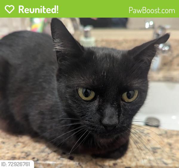 Reunited Unknown Cat last seen Monroe and Nobili, Santa Clara, Santa Clara, CA 95051