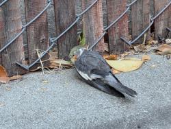 Found/Stray Unknown Bird last seen Behind Target Santa Clara , Santa Clara, CA 95050