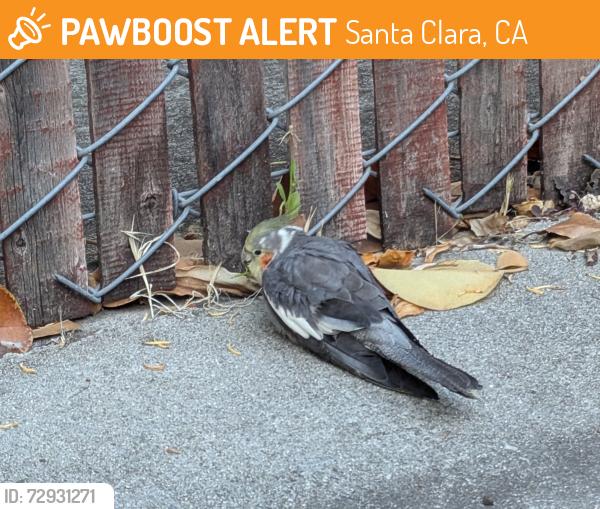 Found/Stray Unknown Bird last seen Behind Target Santa Clara, Santa Clara, CA 95050