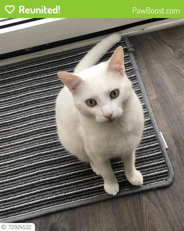 Reunited Male Cat last seen Avondale road, West Yorkshire, England BD18 4QX