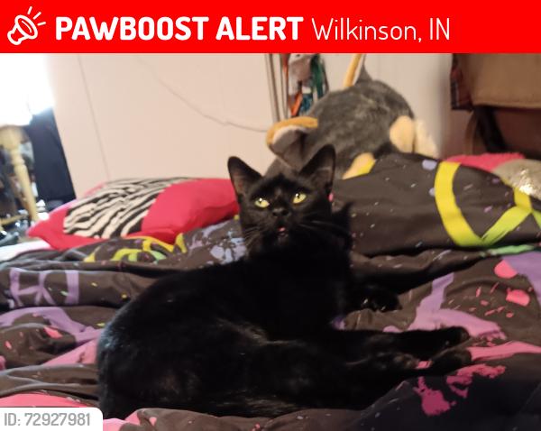 Lost Male Cat last seen St Rd 109 south of  N 1000 East, Wilkinson, IN 46186