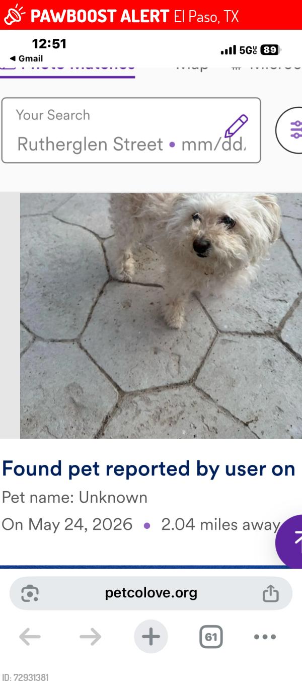 Lost Female Dog last seen Montana, El Paso, TX 79925