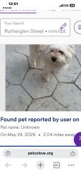 Lost Female Dog last seen Montana , El Paso, TX 79925