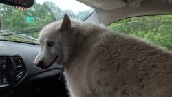 Reunited Male Dog last seen Concord and Shelby highway, Cherokee County, SC 29340