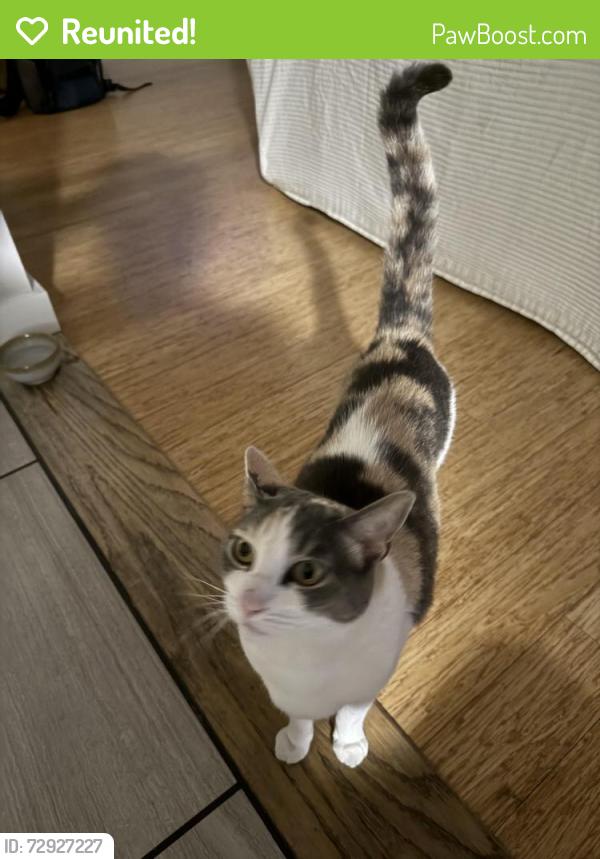 Reunited Female Cat last seen Lincoln & Wilbur, Oakland, CA 94602