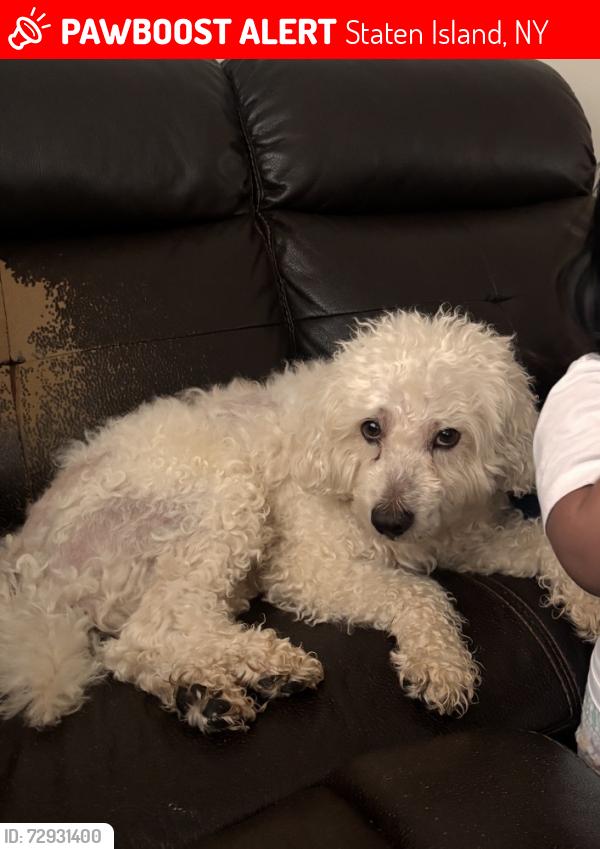 Lost Male Dog last seen Rodrick ave Staten Island , Staten Island, NY 10305