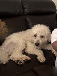 Lost Male Dog last seen Rodrick ave Staten Island , Staten Island, NY 10305
