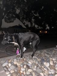 Found/Stray Male Dog last seen Willow St & Westwood Dr, San Jose, CA 95125