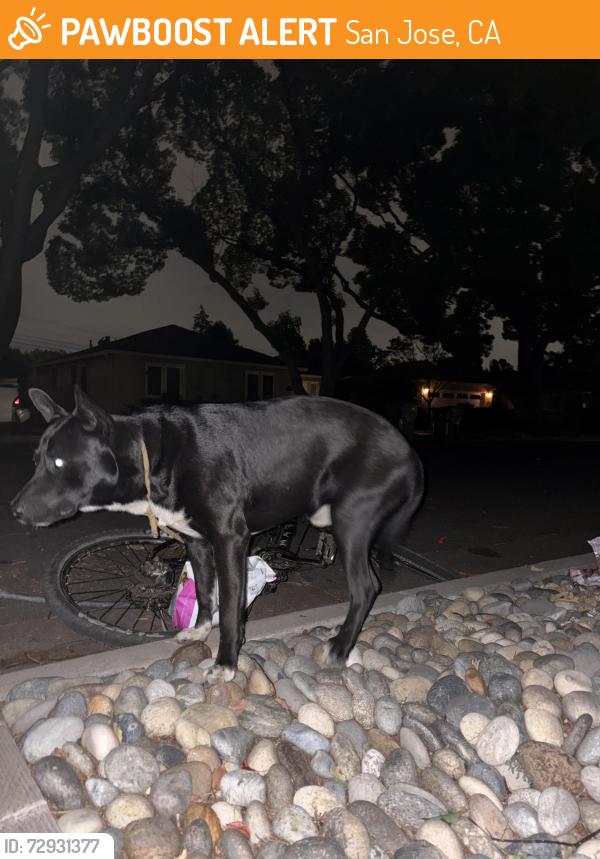 Found/Stray Male Dog last seen Willow St & Westwood Dr, San Jose, CA 95125
