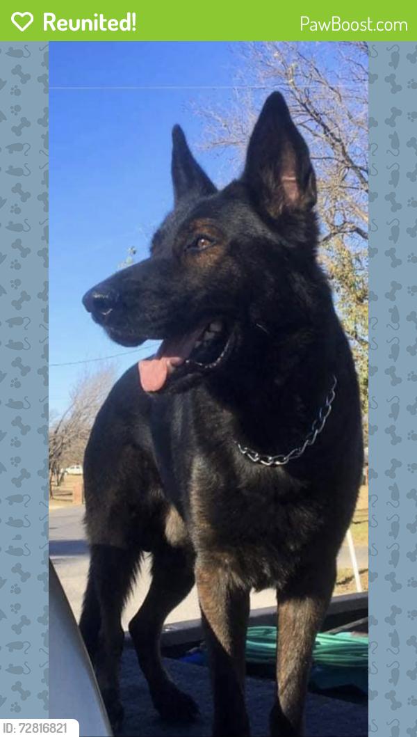 Reunited Male Dog last seen Otsego st and Klump ave , Los Angeles, CA 91601