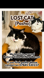 Reunited Male Cat last seen Margerat road. park road, London, England EN4 9RX