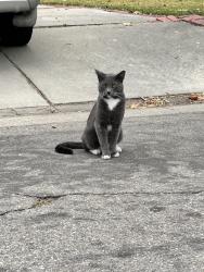 Found/Stray Unknown Cat last seen Loganrita and Ednuel, Arcadia, CA 91006