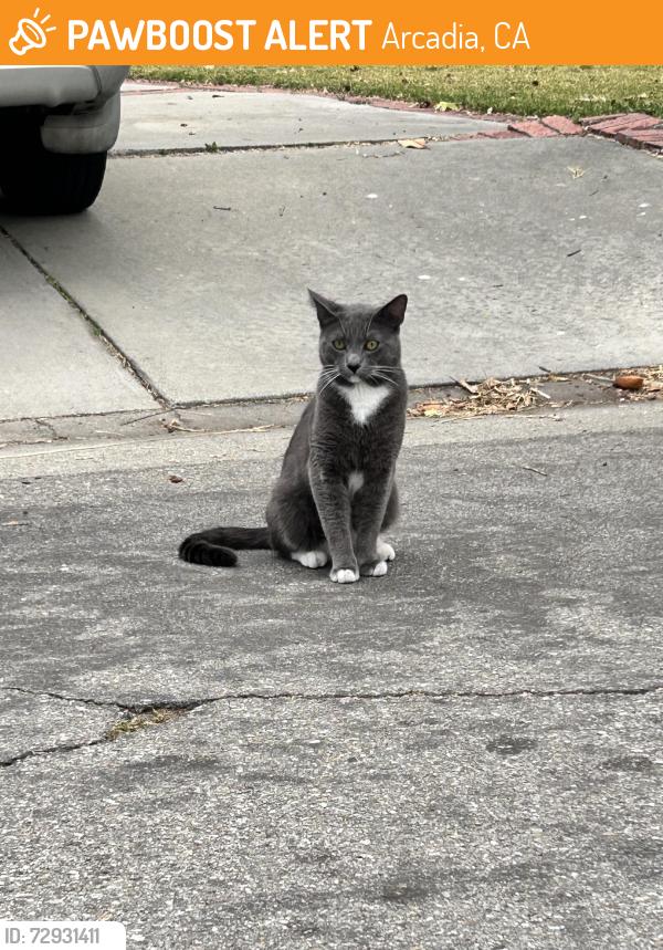 Found/Stray Unknown Cat last seen Loganrita and Ednuel, Arcadia, CA 91006