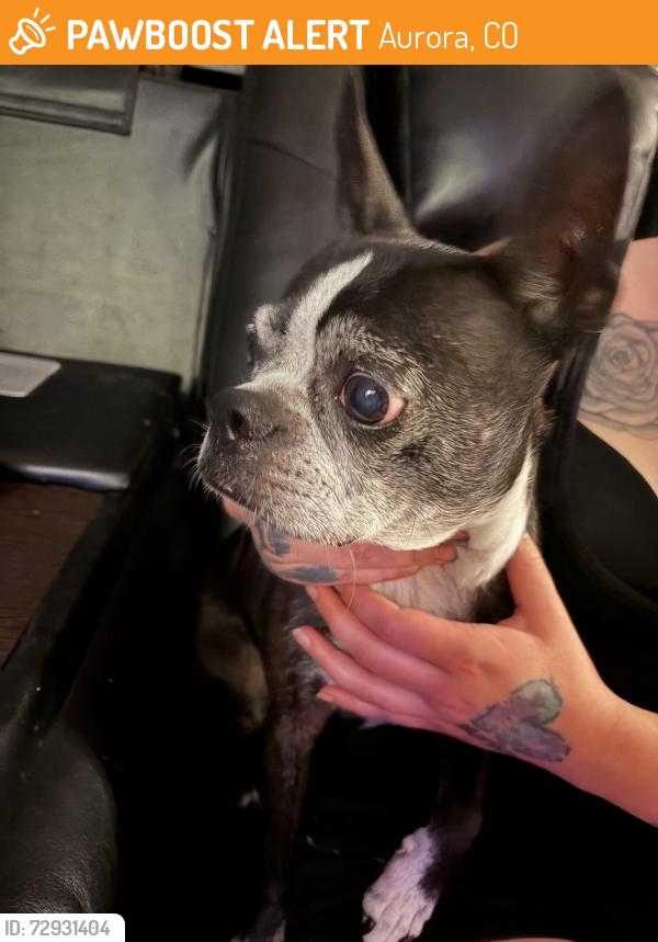 Found/Stray Female Dog last seen Hoffman and Del Mar circle, Aurora, CO 80011