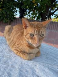 Lost Male Cat last seen Pinehurst ave and tweedy Blvd. , South Gate, CA 90280