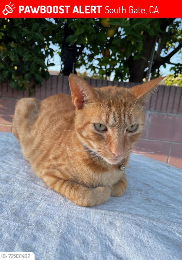 Lost Male Cat last seen Pinehurst ave and tweedy Blvd. , South Gate, CA 90280