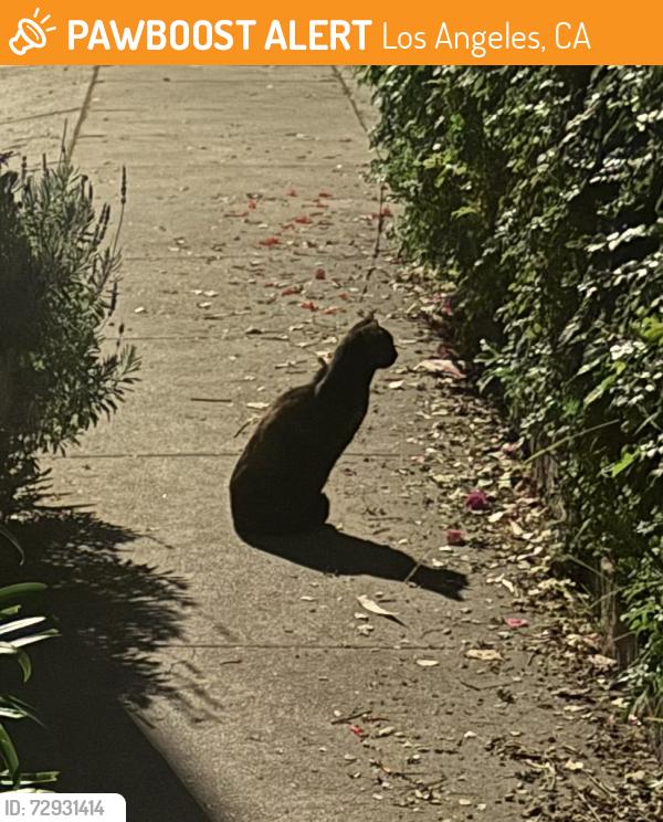 Found/Stray Unknown Cat last seen Rodney near Ambrose, Los Angeles, CA 90027