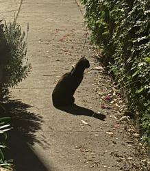 Found/Stray Unknown Cat last seen Rodney near Ambrose, Los Angeles, CA 90027