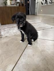 Reunited Male Dog last seen One token dr, Houston, TX 77065