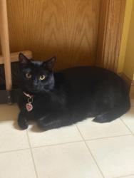 Reunited Female Cat last seen Pond street, Madison, WI 53704