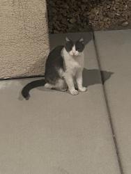 Found/Stray Unknown Cat last seen Near , Las Vegas, NV 89139