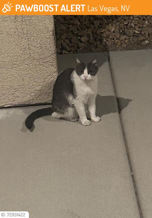 Found/Stray Unknown Cat last seen Near , Las Vegas, NV 89139